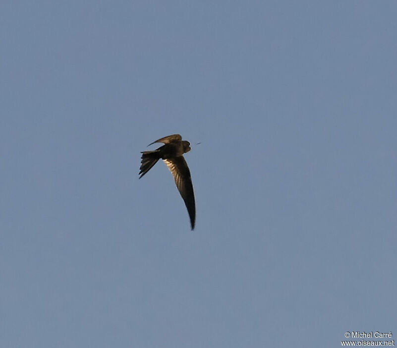 Common Swift, Flight