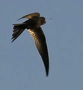 Common Swift