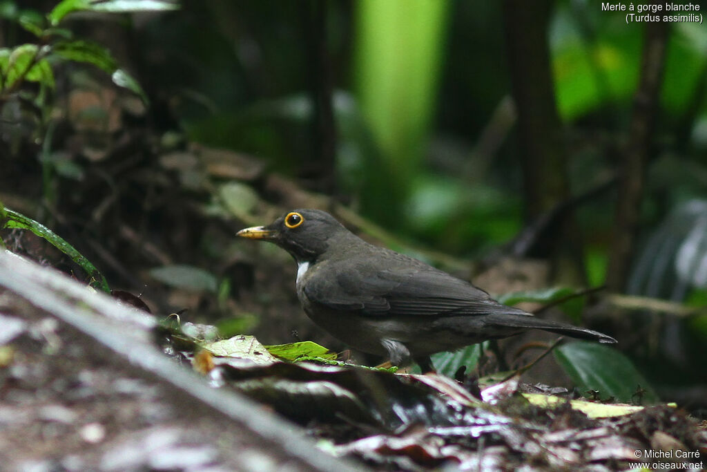 White-throated Thrushadult