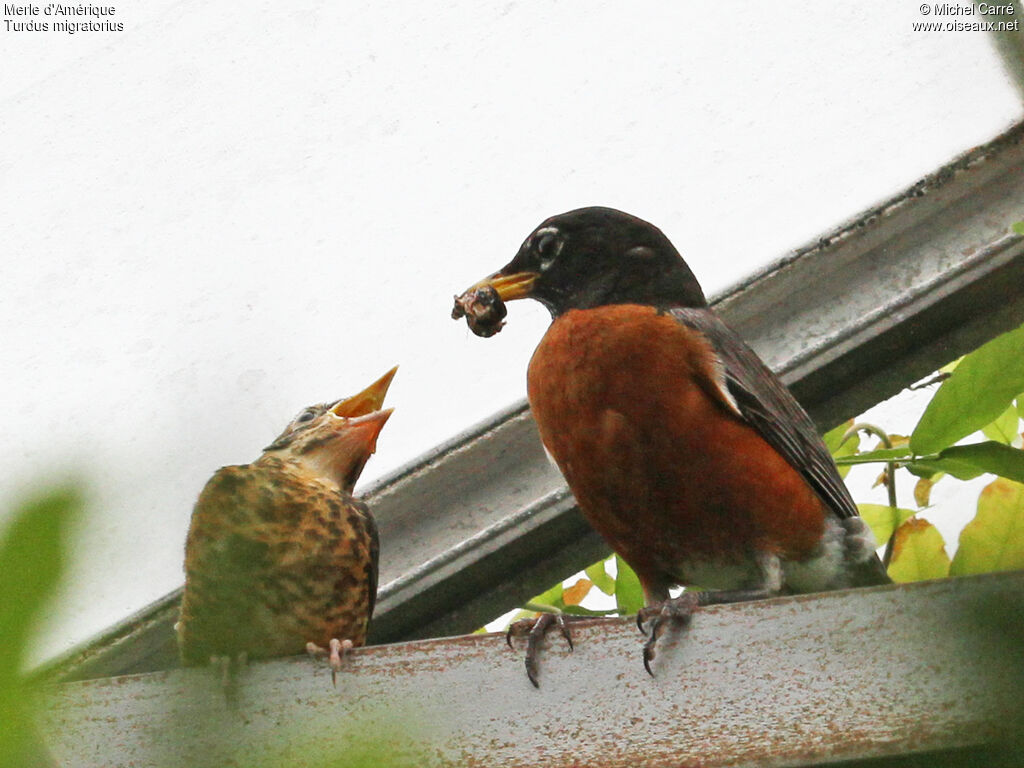 American Robin, Behaviour