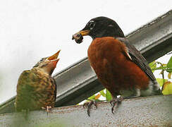 American Robin