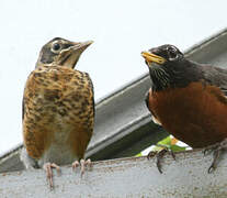 American Robin