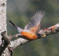 American Robin