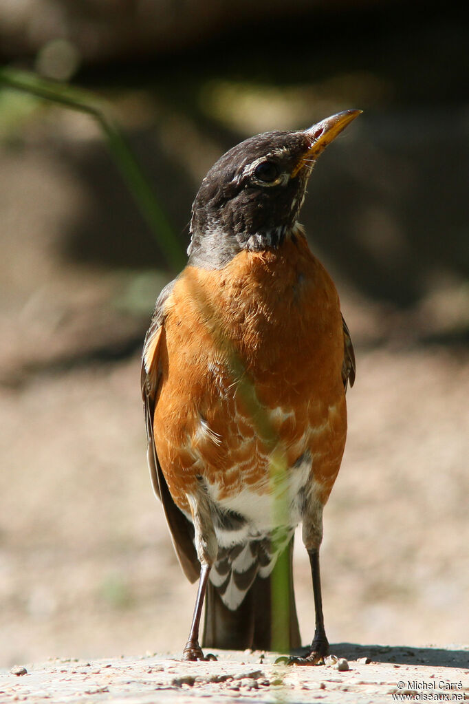 American Robin