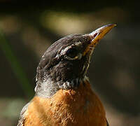 American Robin