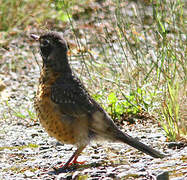 American Robin