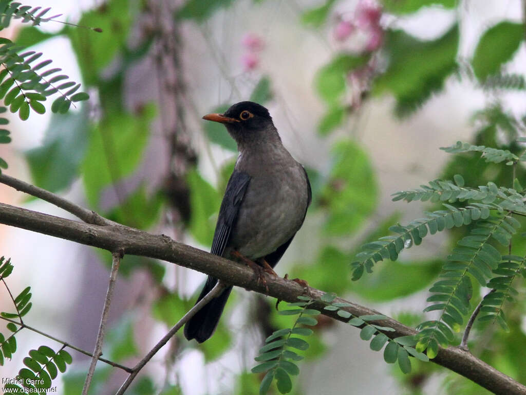 Indian Blackbird male adult