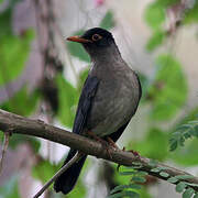 Indian Blackbird