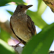 Pale-breasted Thrush