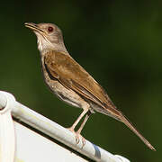 Pale-breasted Thrush