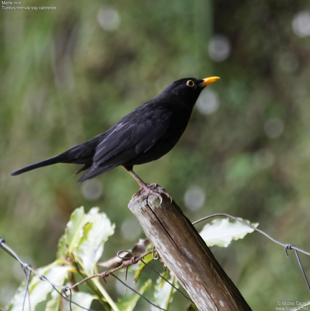 Common Blackbird male adult breeding