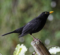 Common Blackbird