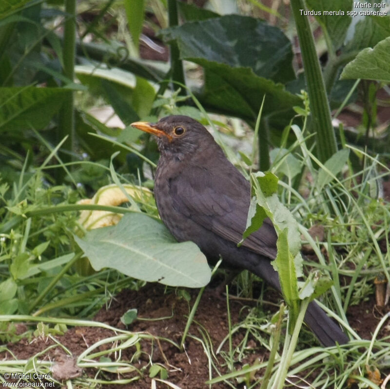 Common Blackbird female adult breeding