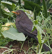 Common Blackbird