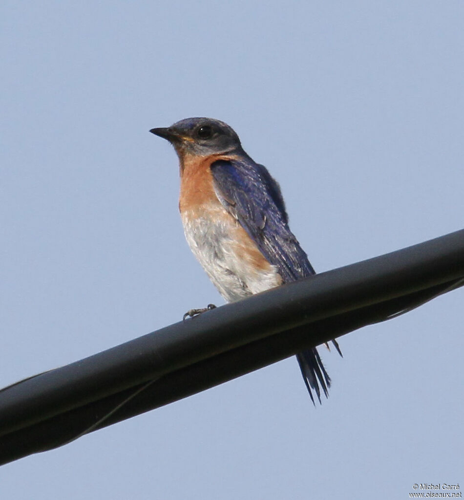 Eastern Bluebird female adult