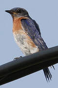 Eastern Bluebird