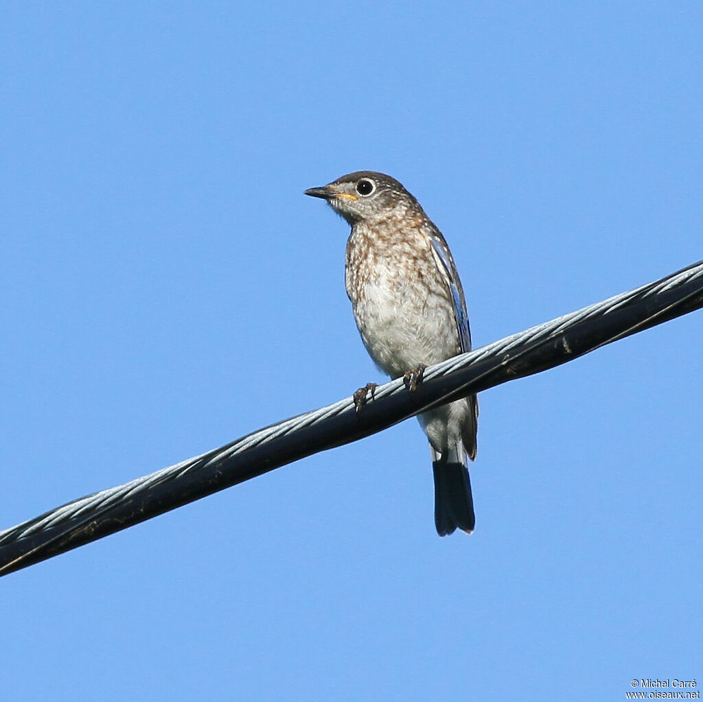 Eastern Bluebirdjuvenile