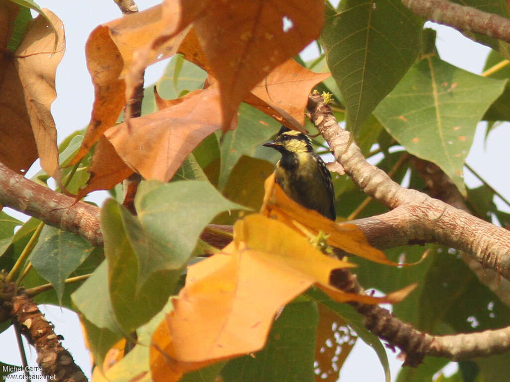 Mésange à joues jaunes mâle adulte