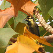 Himalayan Black-lored Tit