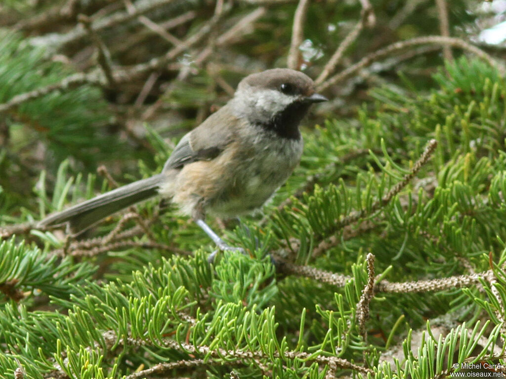 Mésange à tête brune