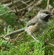 Boreal Chickadee