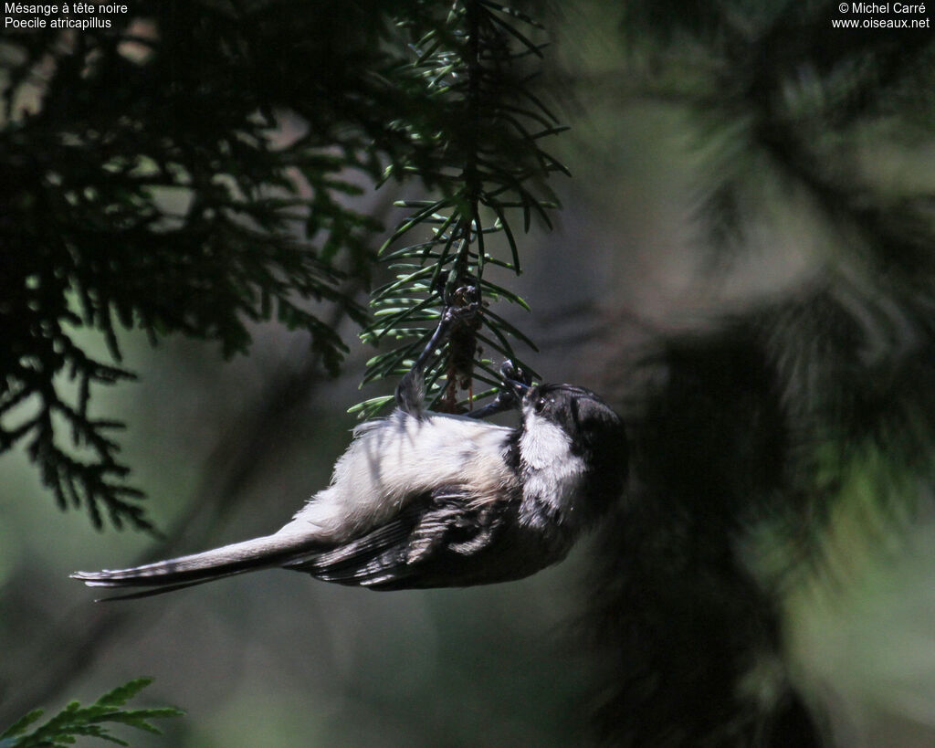 Black-capped Chickadeeadult