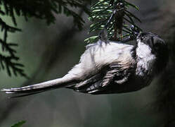 Black-capped Chickadee