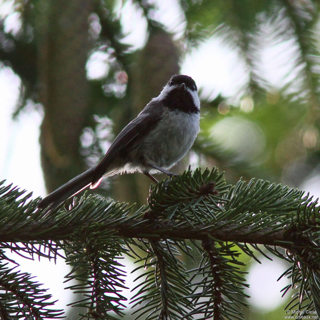 Black-capped Chickadee