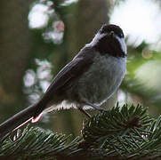 Black-capped Chickadee