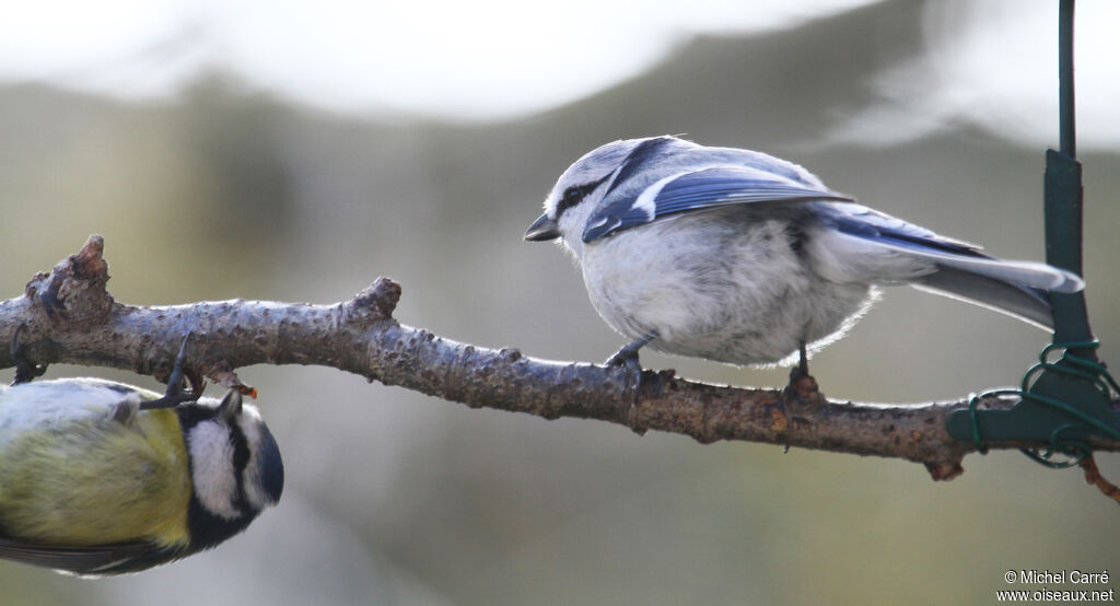 Azure Tit