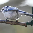 Mésange azurée