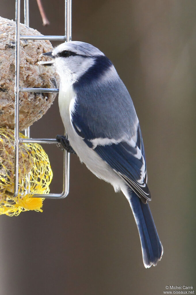 Azure Tit