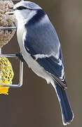 Azure Tit