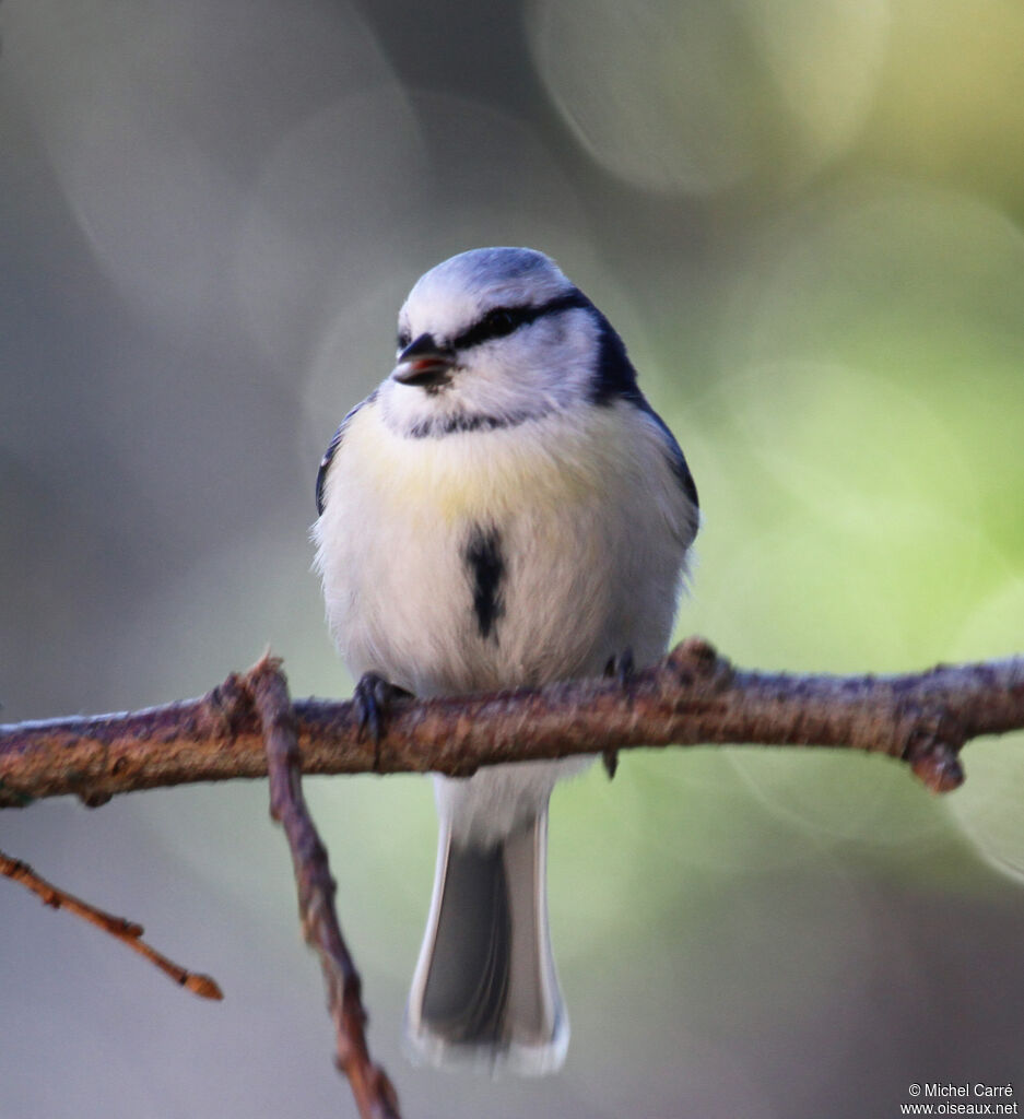 Mésange azuréeadulte