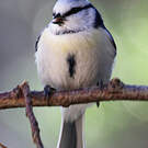 Mésange azurée