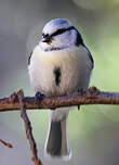 Mésange azurée