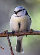 Azure Tit