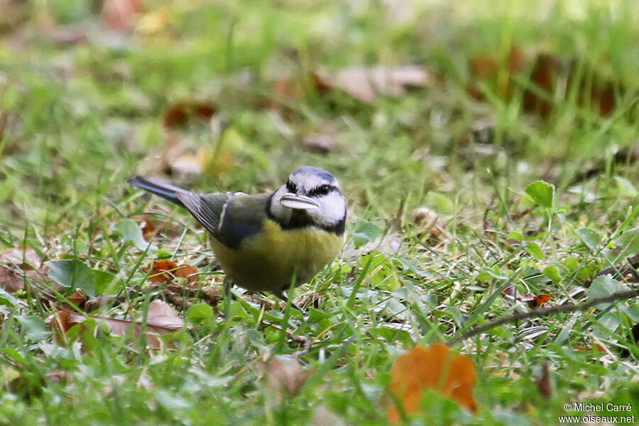 Eurasian Blue Tit