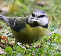 Eurasian Blue Tit