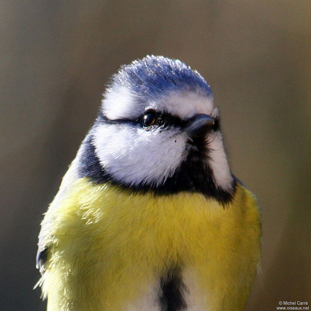 Eurasian Blue Tit