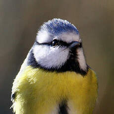 Mésange bleue