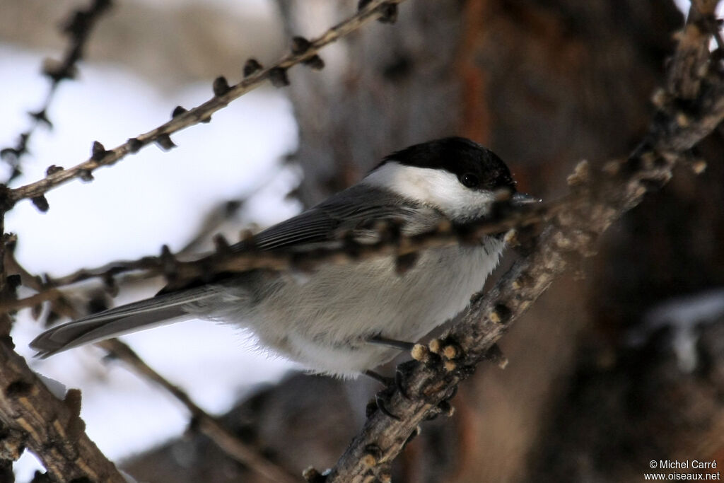 Mésange boréaleadulte