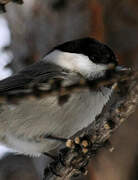 Willow Tit