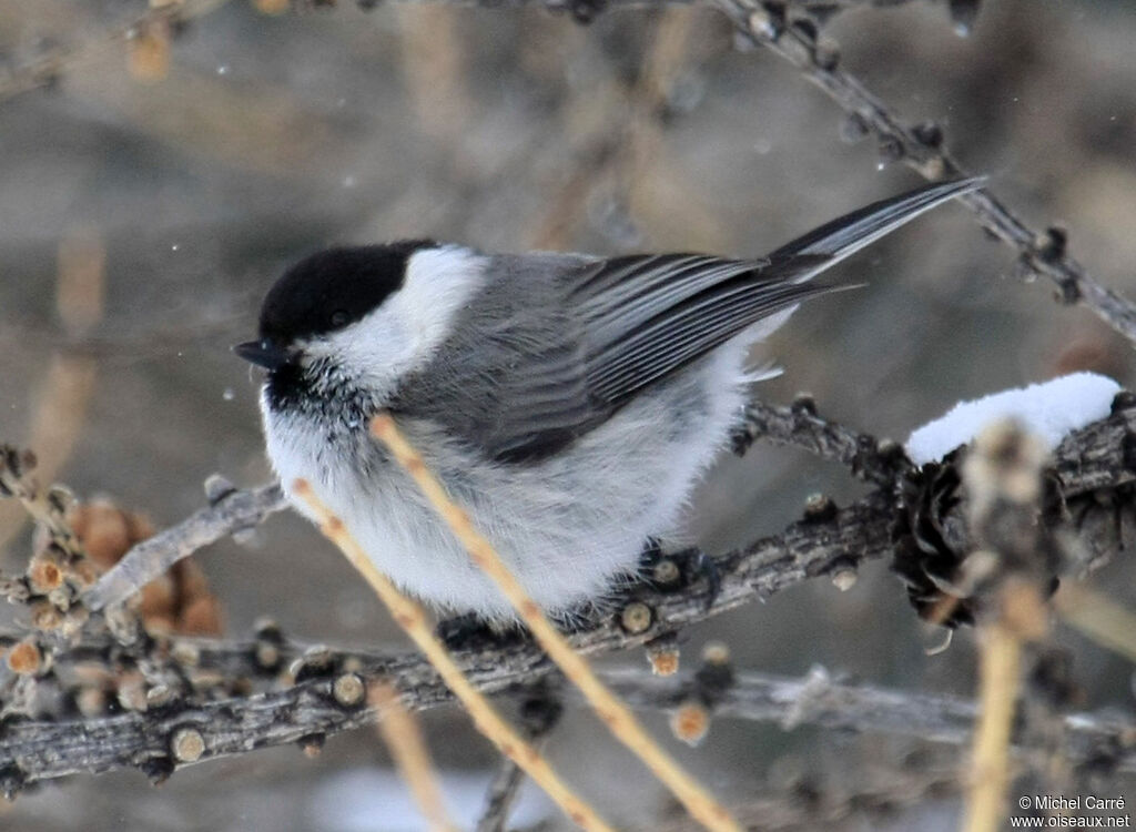 Mésange boréale