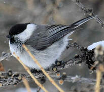 Mésange boréale