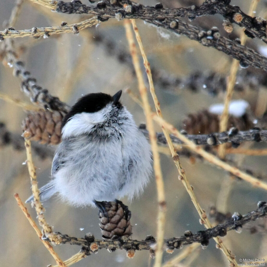 Willow Tit