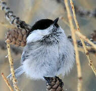 Willow Tit