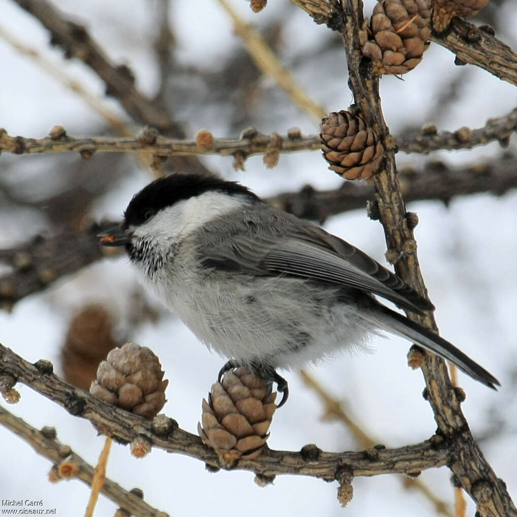 Willow Titadult, identification