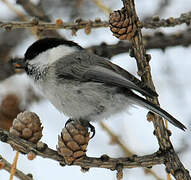 Willow Tit