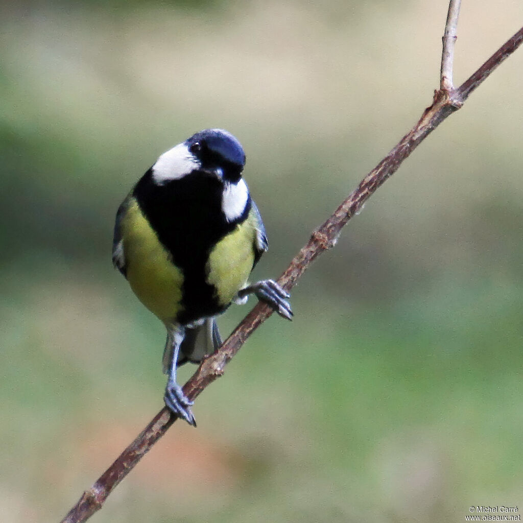 Mésange charbonnière mâle adulte